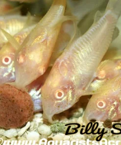 Albino Corydoras (Corydoras aeneus var.) for Sale Canada | Albino Bronze Cory Catfish
