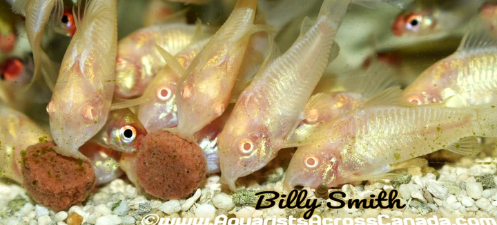 Albino Corydoras (Corydoras aeneus var.) for Sale Canada | Albino Bronze Cory Catfish