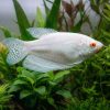 Albino Paradise Gourami (Macropodus opercularis var.) for Sale Canada | Rare Freshwater Gourami