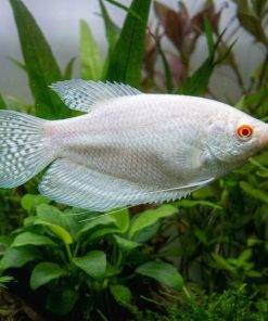 Albino Paradise Gourami (Macropodus opercularis var.) for Sale Canada | Rare Freshwater Gourami