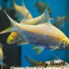 Albino Tinfoil Barb (Barbonymus schwanenfeldii) for Sale Canada