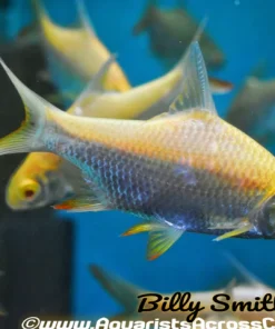 Albino Tinfoil Barb (Barbonymus schwanenfeldii) for Sale Canada