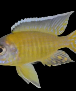 ALBINO AULONOCARA STUARTGRANTI (ALBINO BLUE NEON)