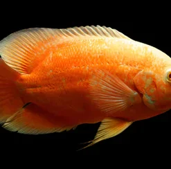 ALBINO RED OSCAR (Astronotus ocellatus) 2