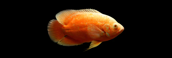ALBINO RED OSCAR (Astronotus ocellatus) 2