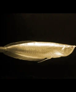 Albino Silver Arowana for Sale in Canada | Buy Rare Albino Arowana
