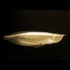 Albino Silver Arowana Canada | Buy Osteoglossum bicirrhosum Albino Online