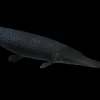 Alligator Gar for Sale in Canada | Buy Atractosteus spatula