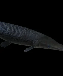 Alligator Gar (Atractosteus spatula) for Sale Canada | Giant Monster Predator Fish