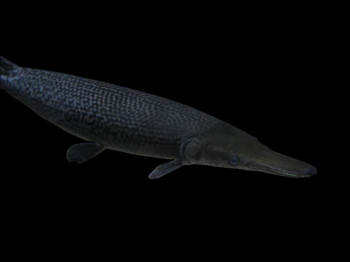 Alligator Gar (Atractosteus spatula) for Sale Canada | Giant Monster Predator Fish