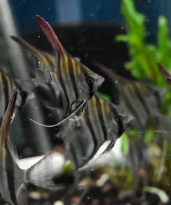 ALTUM ANGELFISH (Pterophyllum Altum Rio Vichada) Wild Caught (RARE) D2409C
