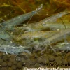 Large Amano Shrimp (Caridina multidentata) for Sale Canada | Premium Algae Eating Shrimp