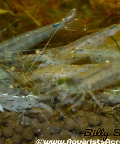 Large Amano Shrimp (Caridina multidentata) for Sale Canada | Premium Algae Eating Shrimp