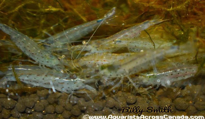 Large Amano Shrimp (Caridina multidentata) for Sale Canada | Premium Algae Eating Shrimp