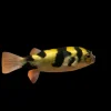Amazon Puffer (Colomesus asellus) 3" for Sale Canada | Peaceful Freshwater Community Puffer