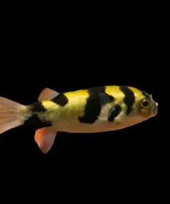 Amazon Puffer (Colomesus asellus) 3" for Sale Canada | Peaceful Freshwater Community Puffer