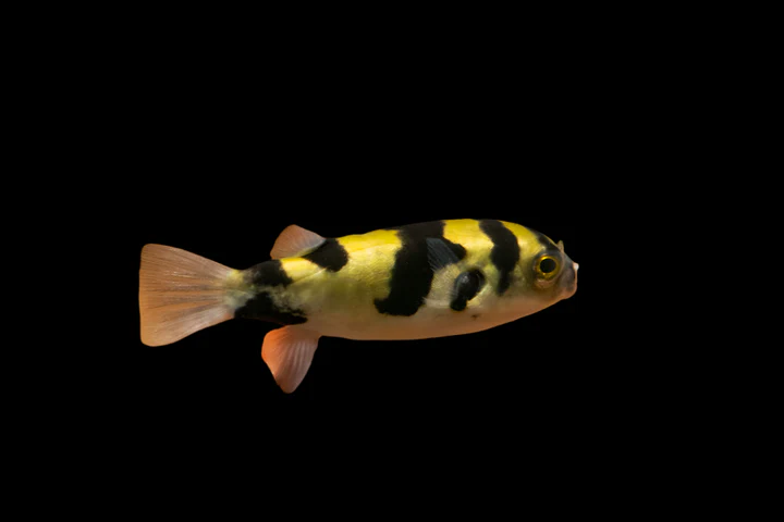 Amazon Puffer (Colomesus asellus) 3" for Sale Canada | Peaceful Freshwater Community Puffer
