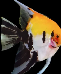 ANGELFISH ASSORTED SMALL (Pterophyllum "scalare")