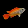 Apistogramma sp. Mega Orange (Apistogramma cacatuoides) for Sale Canada | Orange Cockatoo Dwarf Cichlid