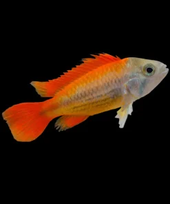 Apistogramma sp. Mega Orange (Apistogramma cacatuoides) for Sale Canada | Orange Cockatoo Dwarf Cichlid