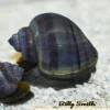 Apple Snails Mixed Colors (Pomacea maculata) for Sale Canada | Freshwater Snails