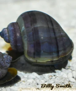 Apple Snails Mixed Colors (Pomacea maculata) for Sale Canada | Freshwater Snails