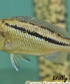 ARISTOCHROMIS CHRISTYI *MALAWI HAWK* ( F1) 2"