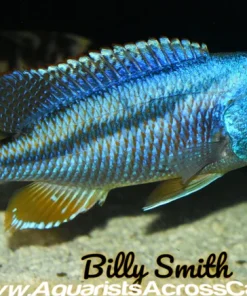 ARISTOCHROMIS CHRISTYI *MALAWI HAWK* (F1) 3.75-4" MALE