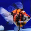 Assorted Ryukin Broad Tail Goldfish 3–3.5 Inch Canada | Buy Ryukin Goldfish Online