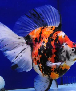 Assorted Ryukin Broad Tail Goldfish 3–3.5 Inch Canada | Buy Ryukin Goldfish Online