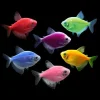 Assorted GloFish Tetra (Gymnocorymbus ternetzi Var.) for Sale Canada | Colorful Fluorescent Aquarium Fish
