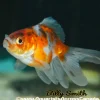 Assorted Jellyhead Oranda Goldfish (Carassius auratus) 3" for Sale Canada | Premium Fancy Goldfish