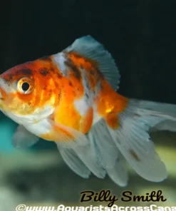 Assorted Jellyhead Oranda Goldfish (Carassius auratus) 3" for Sale Canada | Premium Fancy Goldfish