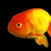 Assorted Lionhead Goldfish (Carassius auratus) 2.5–3.25" for Sale Canada | Premium Fancy Goldfish