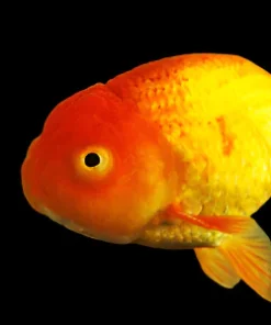 Assorted Lionhead Goldfish (Carassius auratus) 2.5–3.25" for Sale Canada | Premium Fancy Goldfish