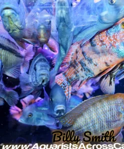 ASSORTED MALE CICHLIDS - PEACOCKS AND HAPS -