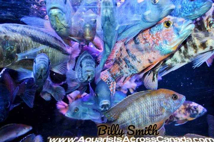 ASSORTED MALE CICHLIDS - PEACOCKS AND HAPS -