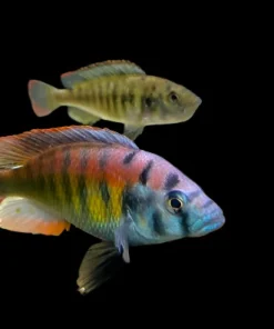ASTATOTILAPIA .SP 35 (Tomato hap)