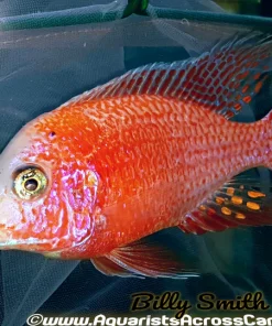 AULONOCARA .SP "DRAGONBLOOD" (HOUSEBRED, DOMESTIC) 1.5-2" UNSEXED A2405TW