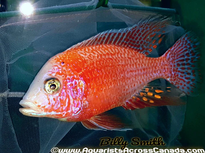 AULONOCARA .SP "DRAGONBLOOD" (HOUSEBRED, DOMESTIC) 1.5-2" UNSEXED A2405TW