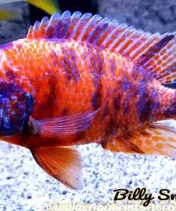 AULONOCARA .SP "ORANGE BLOTCH" (HOUSEBRED, DOMESTIC) 2.5-3" SEXED