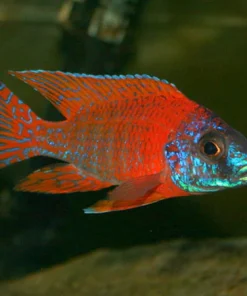 AULONOCARA. SP "RUBY" (RUBY RED) 3.5"