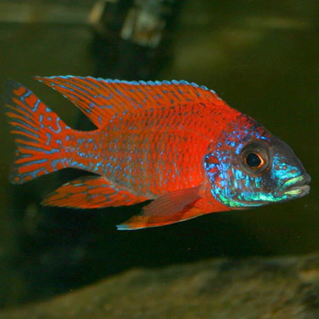 AULONOCARA. SP "RUBY" (RUBY RED) 3.5"