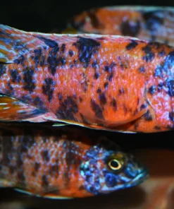 AULONOCARA .SP "ORANGE BLOTCH" SELECT RUBY RED (HOUSEBRED, DOMESTIC) 4" MALE