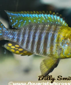 AULONOCARA CHITANDE .SP NKHATA BAY (YELLOW HEAD PEACOCK) F1 3"