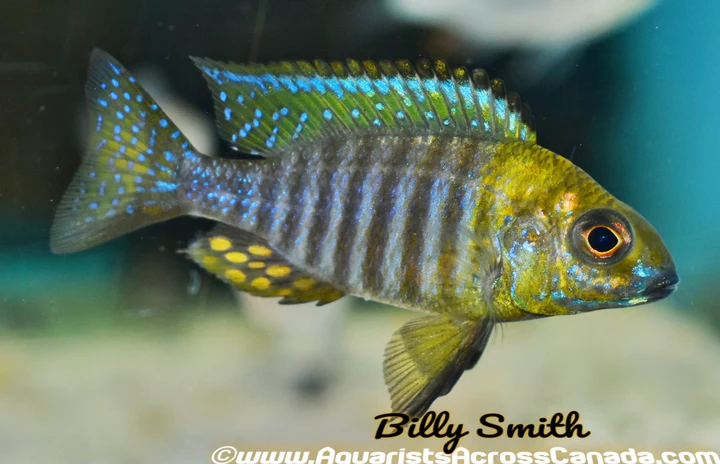 AULONOCARA CHITANDE .SP NKHATA BAY (YELLOW HEAD PEACOCK) F1 3"