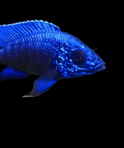 AULONOCARA COBUE "BLUE REGAL" 4" SHOW MALE