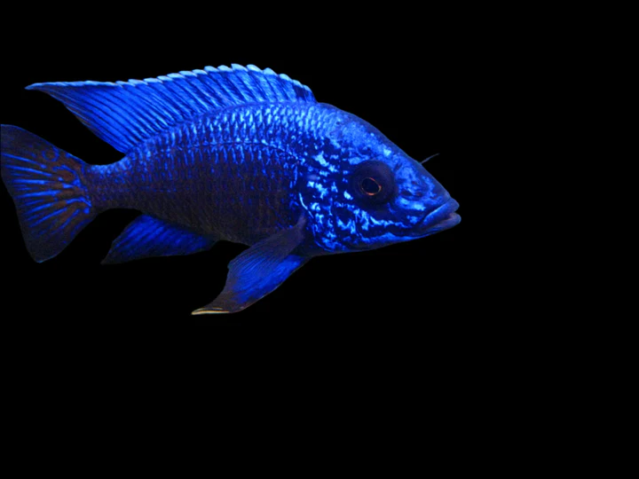 AULONOCARA COBUE "BLUE REGAL" 2-2.5"