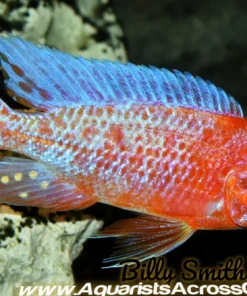 AULONOCARA FIREFISH *ALBINO* HOUSEBRED. DOMESTIC 3.5" MALE