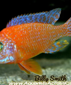AULONOCARA FIREFISH HOUSEBRED. DOMESTIC 5" SHOW MALE